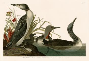 202 Red throated Diver